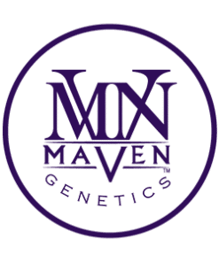 Maven Genetics | Shangri-La (Hybrid) - 3.5g Flower
