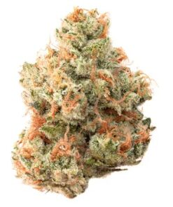 Team Elite Genetics | Freeze Cup (Hybrid) - 3.5g Flower